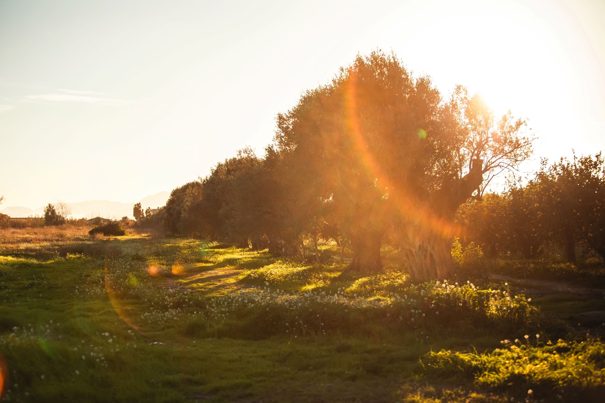 olive-trees-at-sunset olive-trees-at-sunset